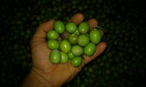 ¡OFERTON¡ PACK 40KG Aceitunas naturales sin aditivos  comprar  verdes de mesa  para aliñar -Aceitunas comprar